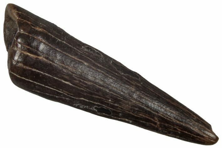 Fossil Theropod (Richardoestesia) Tooth - Montana #350566